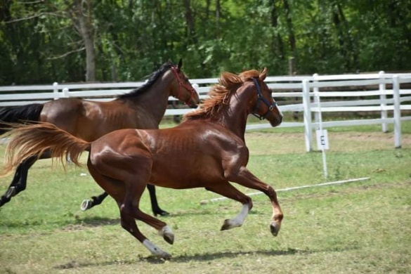 Ezüst Patkó Farm Tiszakécske