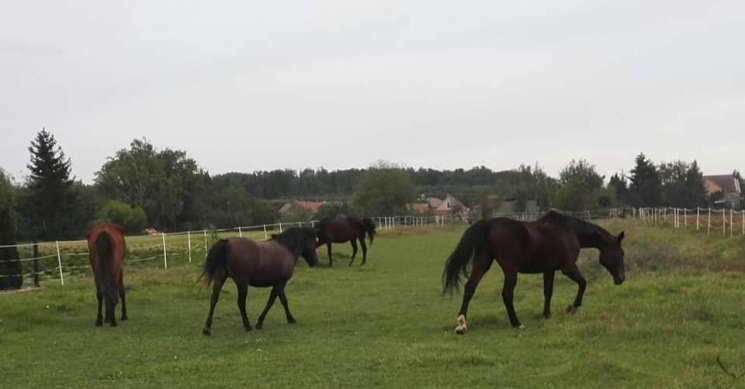 Varázsló Lovasműhely Vasszécseny