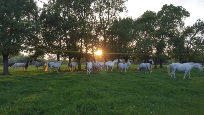 Bambuszliget Lovasudvar és Pihenőpark - Hódi Lipicai Ménes  Szatymaz