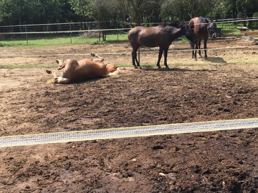 Porta Lovasudvar Nagykutas