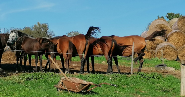 Hucul Lovasudvar Szőlősardó