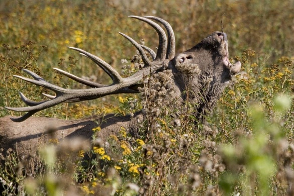 Zselicvad Vadfeldolgozó