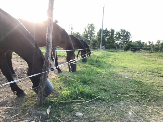 PCSLE – Családi Lovarda Piliscsaba