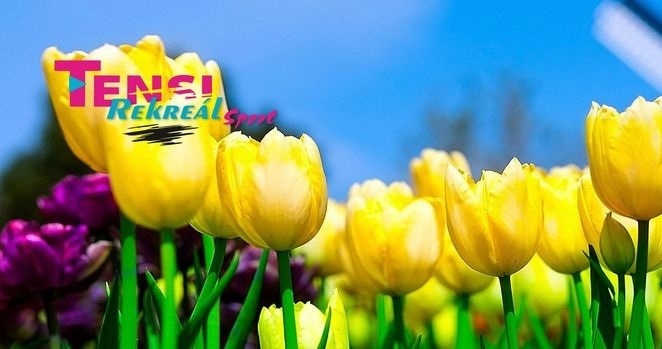 Tensi Rekreál Sport Utazási Iroda