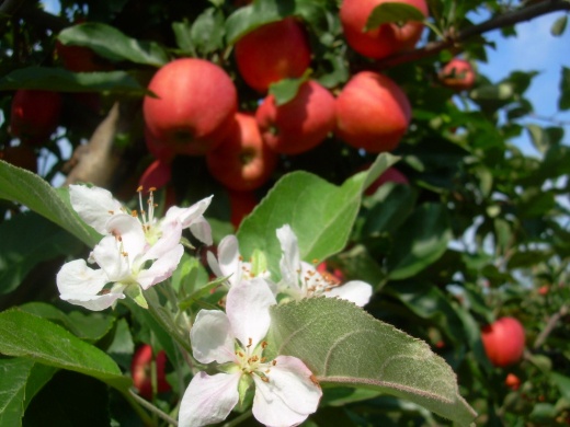 Bokor Almáskert Csenger