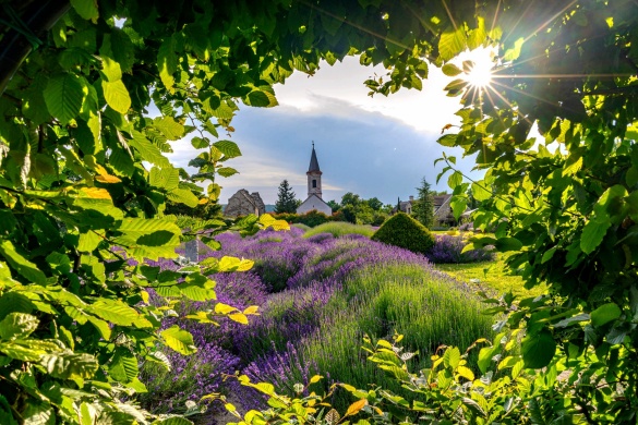 Levendárium Dörgicsei Levendula Major