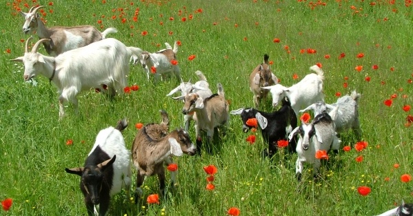 Nubia Sajtház  Zalaszentgrót