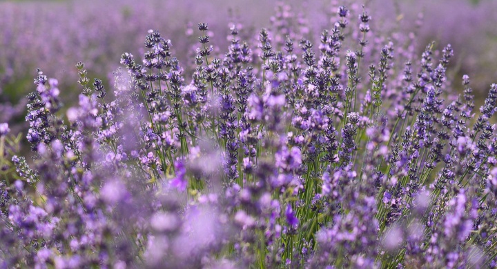 Kálnoki Levendulás és Tulipánfarm Máriakálnok