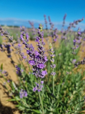 KicsiKert & TuliPiac Vát