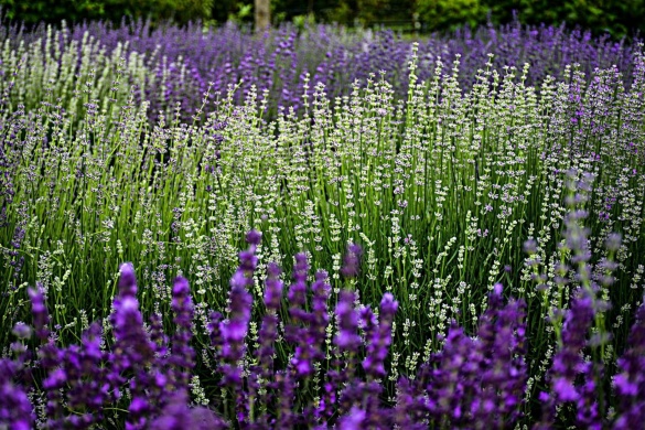 Patricia levendulása Dunaújváros 2025