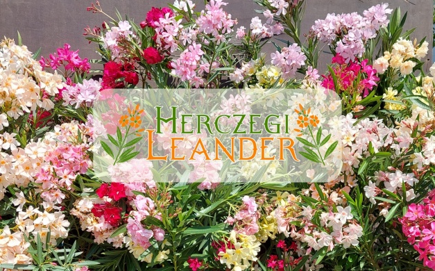 Herczegi Leander  Békéscsaba