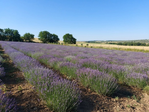 Martonfai Levendulás Kert