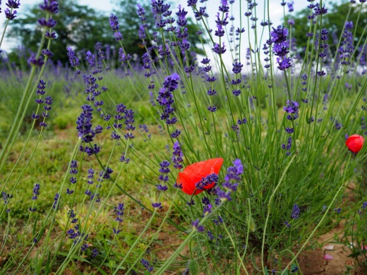 Romonyai Levendulás Kert