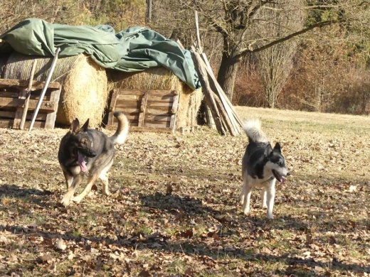 Cserta Kutyapanzió és Kutyanapközi Gombosszeg