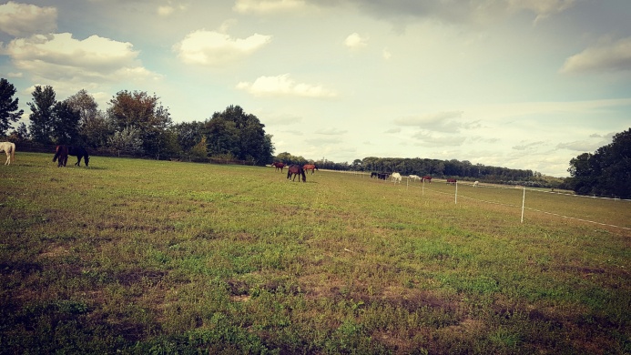 Ádám Család Lovastanyája Rajka