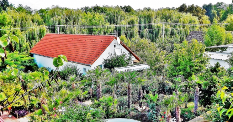 Kovács-Gressly Pince, Vendégház, Pálmakert