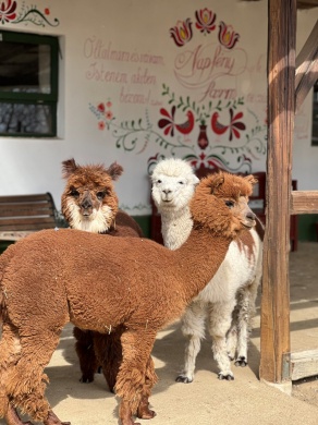 Napfény Alpaka Farm - Vidéki vendégház Pap