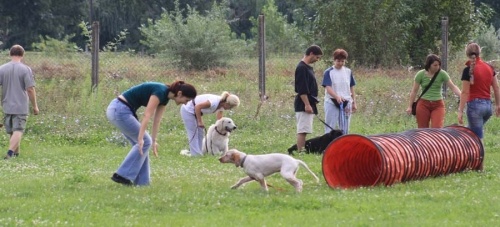 Kutyaparadicsom. Kutyapanzió, kutyaiskola Budakalász