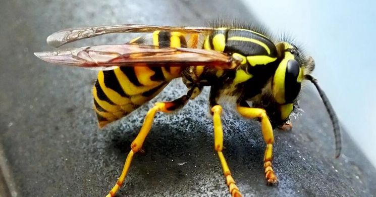 Amikor a darazsak téli álomból ébredeznek