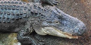 Trópusi eső és egzotikus élmények a Tropicariumban 2026-ban