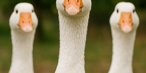 Márton-napi vigasságok Egerszalók 2026