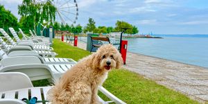 Balatoni üdülés kutyával Siófokon, várjuk kutyabarát vízparti szállodánkban a sétányon 