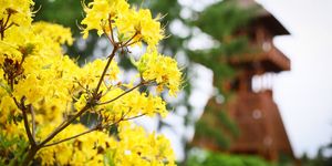 Rododendron virágzás 2026 - A nagyvirágú örökzöld rododendronok csúcsvirágzása a Jeli Arborétumban