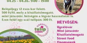 Tulipánszüret Tázlár 2026 - Homokhátsági tulipánszüret és piknik a TulipGardenben