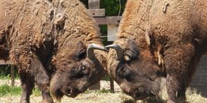 Körös-Maros Nemzeti Park programok 2026 - Események, rendezvények