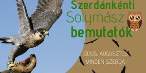 Solymászbemutató Balatonszentgyörgy 2026