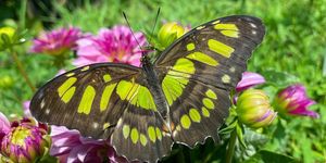 Indiai lótusz vásárlási lehetőség szakmai tanácsadással a Motobutterfly Lepkekertben 