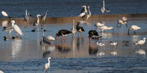 Kiskunsági Nemzeti Park programok 2026 - Események, rendezvények, fesztiválok