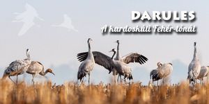 Darules, őszi madárvonulás a Kardoskúti Fehér-tónál  2026