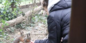 Karácsony az Állatparkban 2026 - Ünnepi látványetetés és állatismertető a Körösvölgyi Állatparkban