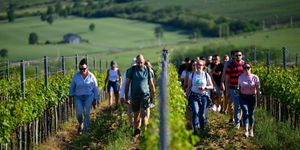 Dűlőtúra Eger 2026 - Kékfrankos és Kadarka bortúra és borkóstoló a Síkhegyen