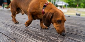 X. Tacsi Tali 2026 Veszprém - Várunk minden tacskót, tacsigazdit és kutyabarátot!