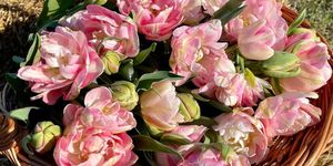 Tulipánszüret Mórahalom 2026