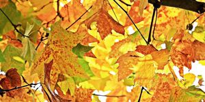 A kép illusztráció. Kép forrása: Pixabay.com