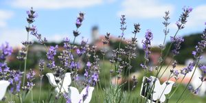 Levendula Fesztivál Tihany 2026 - Több Mint Levendula Gyógy- és Fűszernövény Fesztivál 