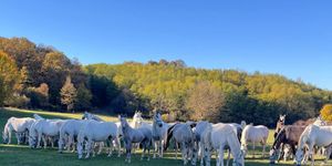 Szilvásváradi Lipicai Lovasközpont programok 2026