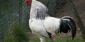 A fotó illusztráció. Forrás:Pixabay.com