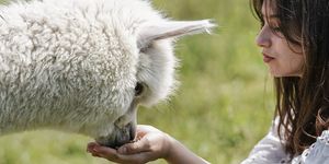 Alpaka farm látogatás Jobaházán, felejthetetlen élményprogram alpaka simogatással, etetéssel és fotózással