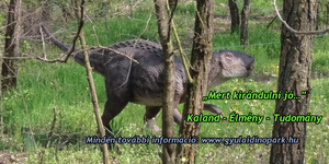 Dinó Park Gyulán, egy szuper program az egész családnak játékokkal kicsiknek és nagyoknak!