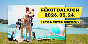 Fogyatékkal Élő Kutyák Országos Találkozója 2026 Fonyód