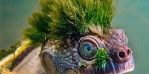 Egzotikus állatok Budapesten 2026. EgZoo Mania Egzootikus Állatvásár és Kiállítás