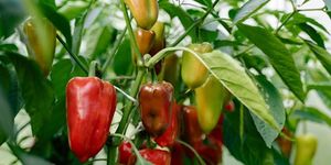Magyar paprika napja 2026 Szentes