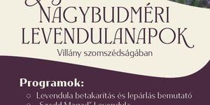 Nagybudméri Levendulanapok 2026 - Levendulaszüret a Villányi Borvidéken