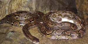 Kígyó látványetetés Budapest 2026 - Fedezze fel a kígyók izgalmas étkezési szokásait!