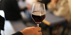 Fröccsözön Hajós 2026. A koccintás napja, nyári pincenyitogató és fröccsözön 