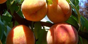 A fotó illusztráció